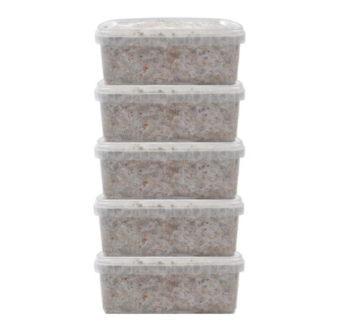 5 Magic Mushroom grow kit Discount Pack – Mondo®