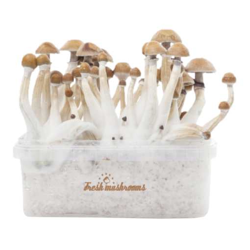 Fresh-Mushrooms®-Magic-Mushroom-Grow-Kit-Mexican-XP