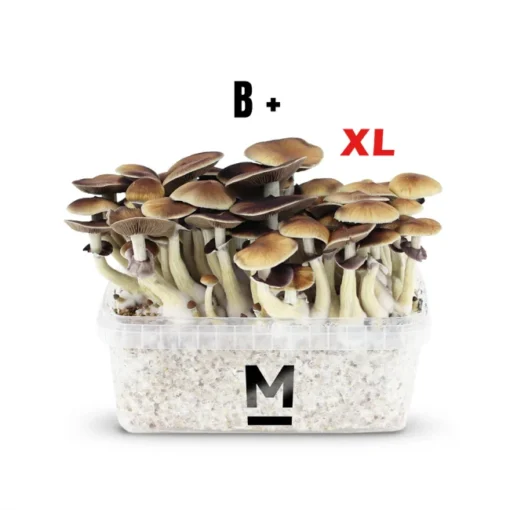 Magic Mushroom Grow Kit B+ XL von Mondo®