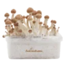 Amazon XP Growkit kaufen | Zauberpilze selbst züchten mit FreshMushrooms