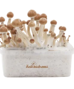 Amazon XP Growkit kaufen | Zauberpilze selbst züchten mit FreshMushrooms