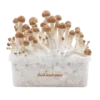 B+ XP Growkit kaufen | FreshMushrooms Zauberpilze Zuchtset mit Anleitung