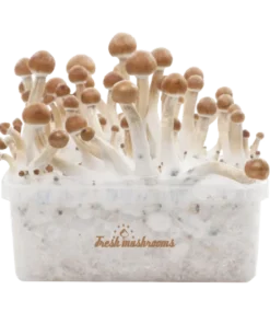 B+ XP Growkit kaufen | FreshMushrooms Zauberpilze Zuchtset mit Anleitung