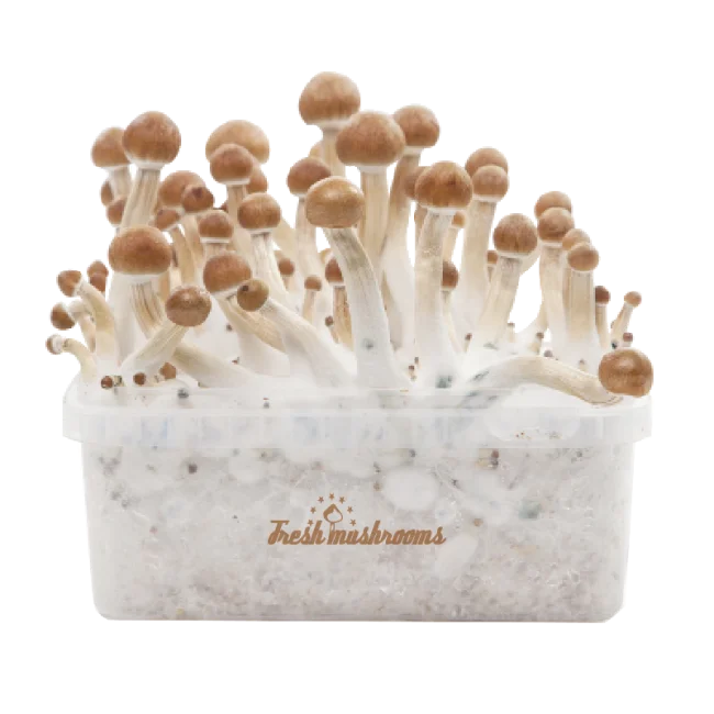 B+ XP Growkit kaufen | FreshMushrooms Zauberpilze Zuchtset mit Anleitung