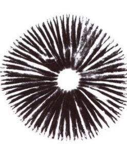 Escondido Psilocybe Cubensis Sporenabdruck – Psilocybin Sporenlösung