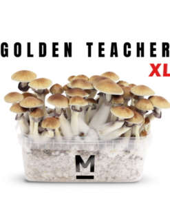 Magic Mushroom Golden Teacher GrowKit by Mondo® – High Trip
