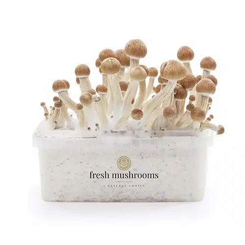 Magic Mushroom Grow Kit Ecuador XP | High Trip