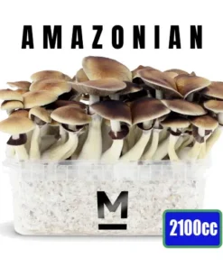 Magic Mushroom Grow Kit PES Amazonian XL kaufen | Mondo® Zauberpilz Zuchtset