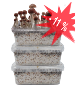 Magic Mushroom Grow Kit kaufen – 5er Sparpaket | FreshMushrooms