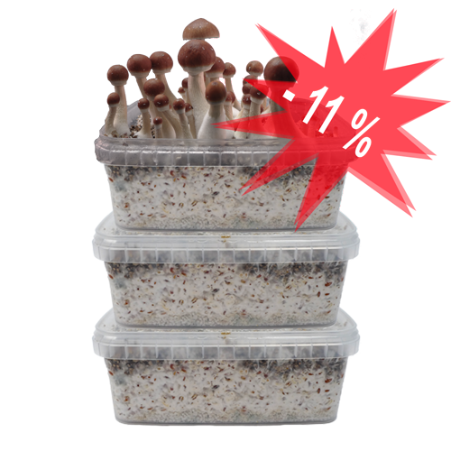 Magic Mushroom Grow Kit kaufen – 5er Sparpaket | FreshMushrooms