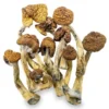 Magic Mushrooms – B+