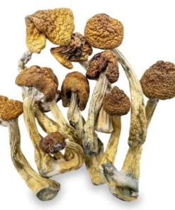 Magic Mushrooms – B+