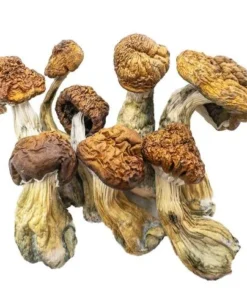 Magic Mushrooms – Blue Meanies