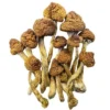 Magic Mushrooms – Brazilian