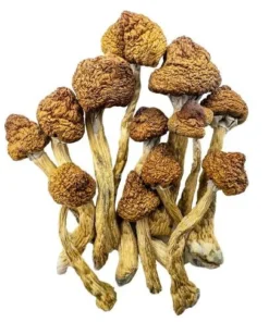 Magic Mushrooms – Brazilian
