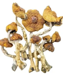 Magic Mushrooms – Cambodian Magic