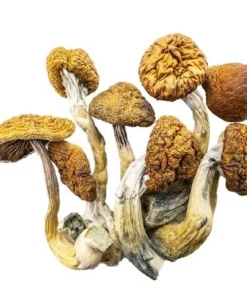 Magic Mushrooms – Daddy Long Legs