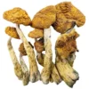 Magic Mushrooms – Golden Teachers