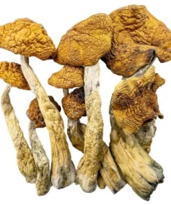 Magic Mushrooms – Golden Teachers