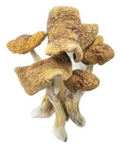 Magic Mushrooms – Guadalajara Mexico