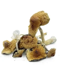 Magic Mushrooms – Hawaiian