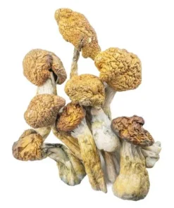 Magic Mushrooms – Malabar