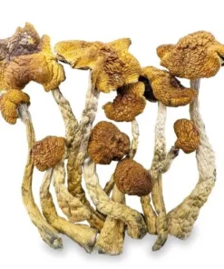 Magic Mushrooms – Mexicana