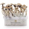 Magic mushroom grow kit Golden Teacher XP by FreshMushrooms® – High Trip