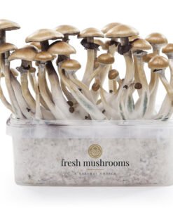 Magic mushroom grow kit Golden Teacher XP by FreshMushrooms® – High Trip