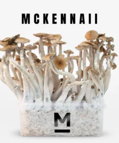 McKennaii Growkit kaufen – Mondo® Magic Mushroom Grow Kit online bestellen