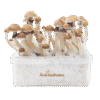 McKennaii Magic Mushroom Grow Kit kaufen | Extra Potent Zuchtset – FreshMushrooms®