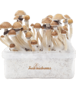 McKennaii Magic Mushroom Grow Kit kaufen | Extra Potent Zuchtset – FreshMushrooms®