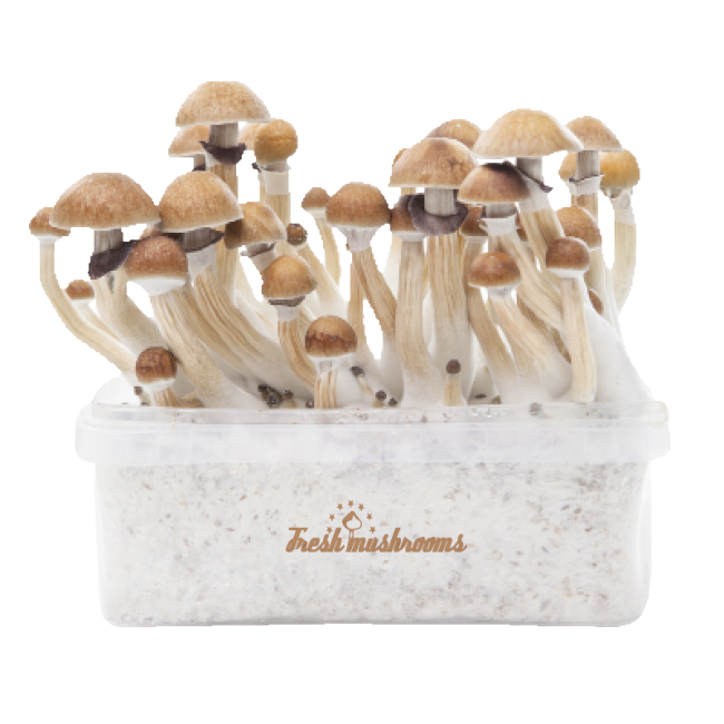 McKennaii Magic Mushroom Grow Kit kaufen | Extra Potent Zuchtset – FreshMushrooms®