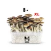 Mondo® B+ XL Magic Mushroom Grow Kit kaufen | Für größere Ernten und mehr Flushes