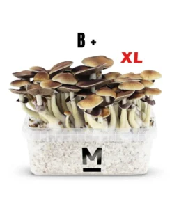 Mondo® B+ XL Magic Mushroom Grow Kit kaufen | Für größere Ernten und mehr Flushes