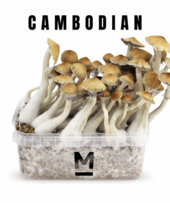 Mondo® Cambodia Growkit kaufen | Magic Mushroom Kit für Anfänger & Profis