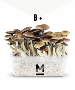 Mondo® Growkit B+ kaufen | Magic Mushroom Zuchtset für hohe Erträge