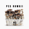 PES Hawaiian Growkit kaufen | Mondo® Magic Mushroom Grow Kit online