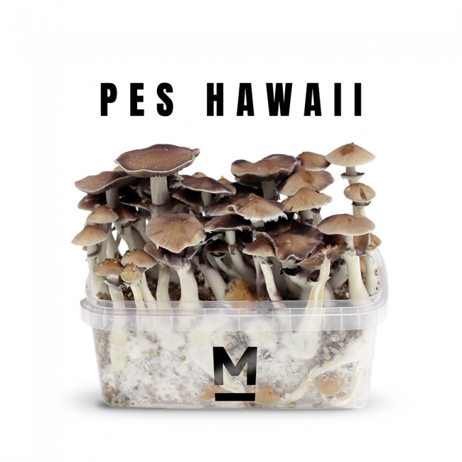 PES Hawaiian Growkit kaufen | Mondo® Magic Mushroom Grow Kit online
