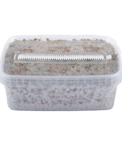 Short Dated Magic Mushroom Grow Kit kaufen | Growkit mit kurzem Haltbarkeitsdatum reduziert