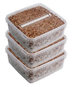 Three XL Magic Mushroom Grow Kits kaufen | XL Growkit Sparpaket von Mondo®