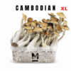 Cambodia XL Growkit kaufen | Mondo® Magic Mushroom Grow Kit bestellen