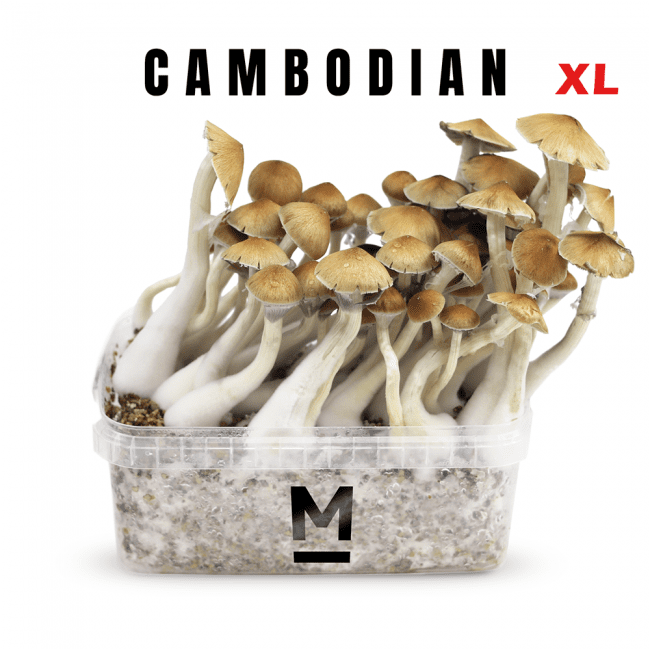 Cambodia XL Growkit kaufen | Mondo® Magic Mushroom Grow Kit bestellen