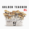 Golden Teacher XL Growkit kaufen | Mondo® Magic Mushroom Zuchtset