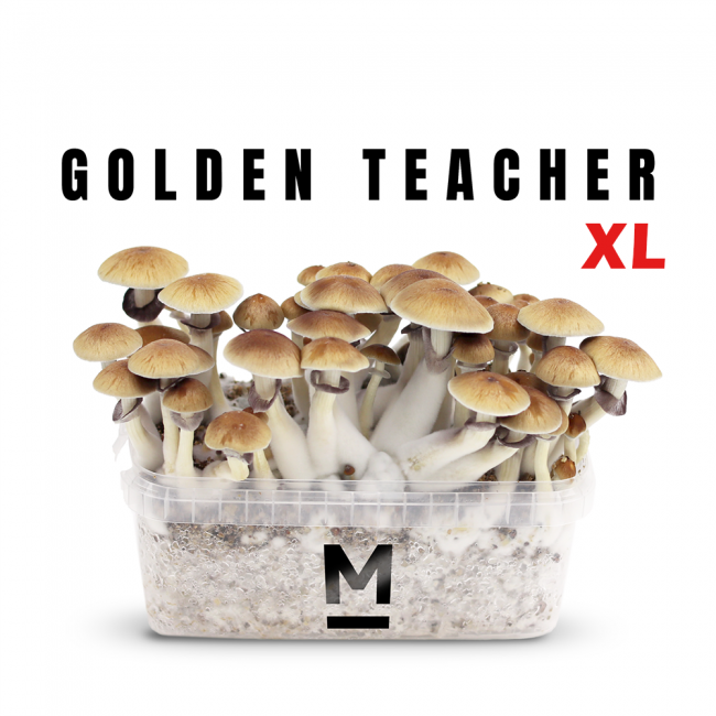 Golden Teacher XL Growkit kaufen | Mondo® Magic Mushroom Zuchtset