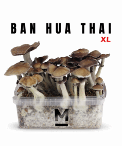 Magic Mushroom Grow Kit Thai von Mondo® | Jetzt kaufen & zuhause züchten