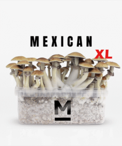 Mexican Growkit kaufen | Mondo® Zauberpilz Zuchtset mit sanfter Wirkung