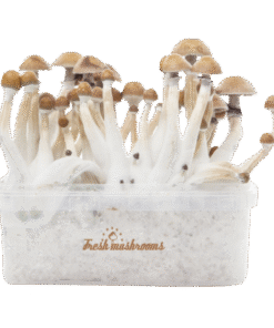Mexican XP Growkit kaufen | Zauberpilze selbst züchten mit FreshMushrooms®