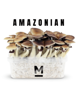 PES Amazon Magic Mushroom Grow Kit XL kaufen | Mondo® Zuchtset mit hoher Wirkung