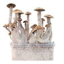 Treasure Coast Growkit kaufen | Mondo® Magic Mushroom Grow Kit bestellen
